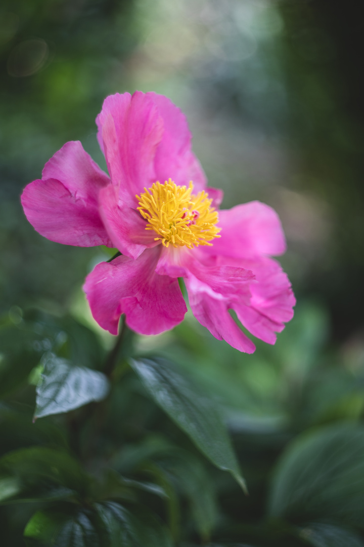 paeonia lactiflora