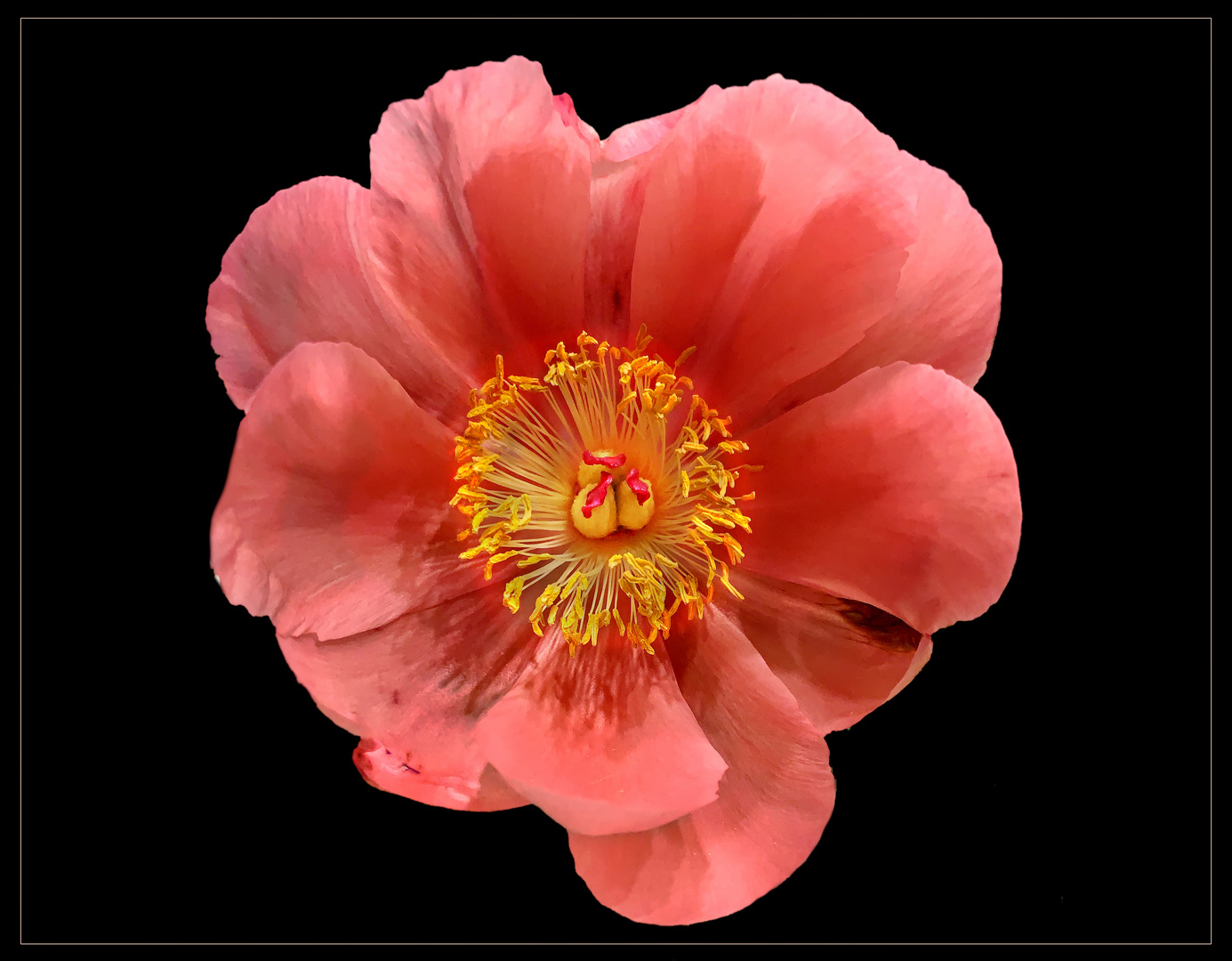 Paeonia lactiflora- rosa Pfingstrose