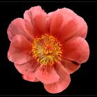 Paeonia lactiflora- rosa Pfingstrose