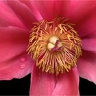 Paeonia lactiflora- rosa Pfingstrose - Makro