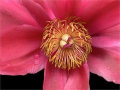 Paeonia lactiflora- rosa Pfingstrose - Makro