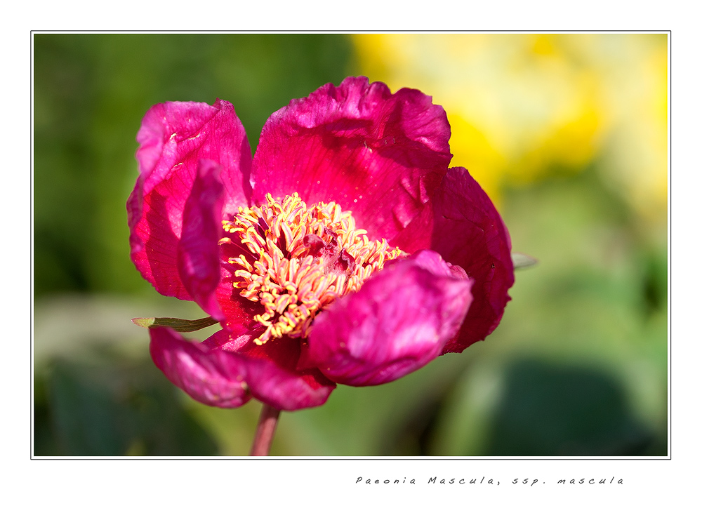 Paeonia Mascula, ssp.mascula