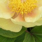 Paeonia mlokosewitschii 2