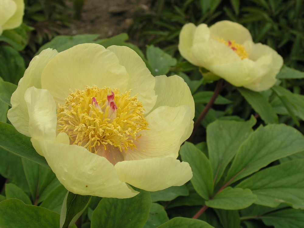 Paeonia mlokosewitschii