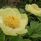 Paeonia mlokosewitschii