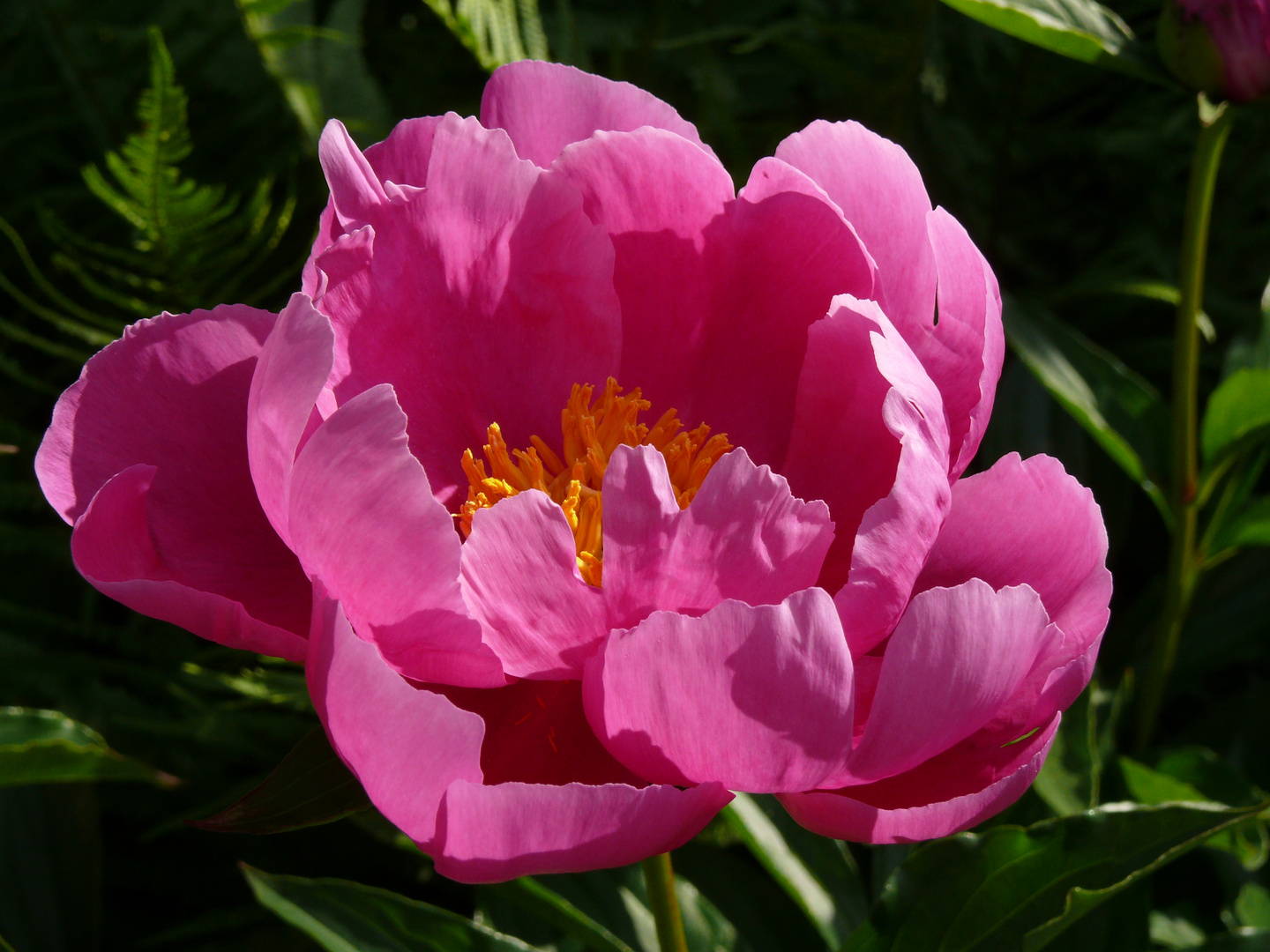 Paeonia officinalis