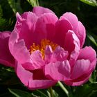 Paeonia officinalis