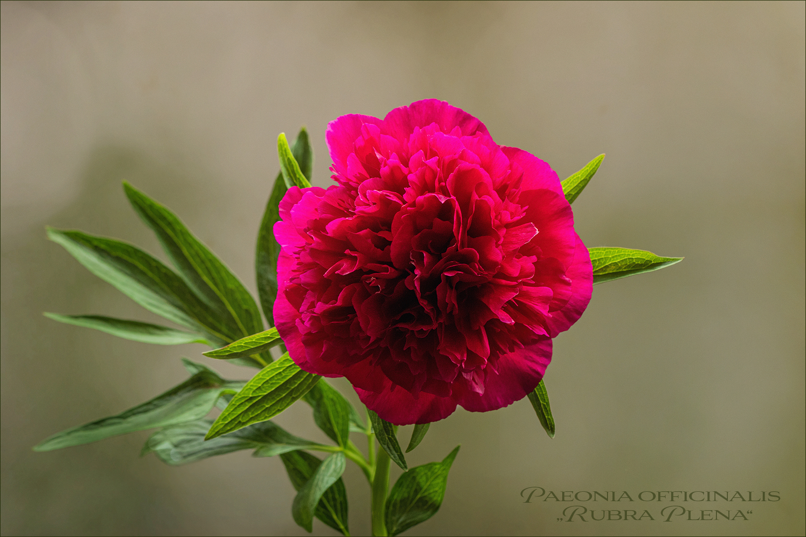 Paeonia officinalis....