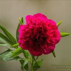 Paeonia officinalis....