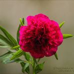 Paeonia officinalis....