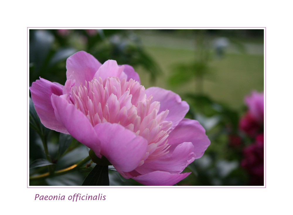 Paeonia officinalis