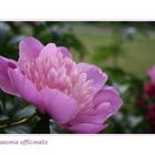 Paeonia officinalis