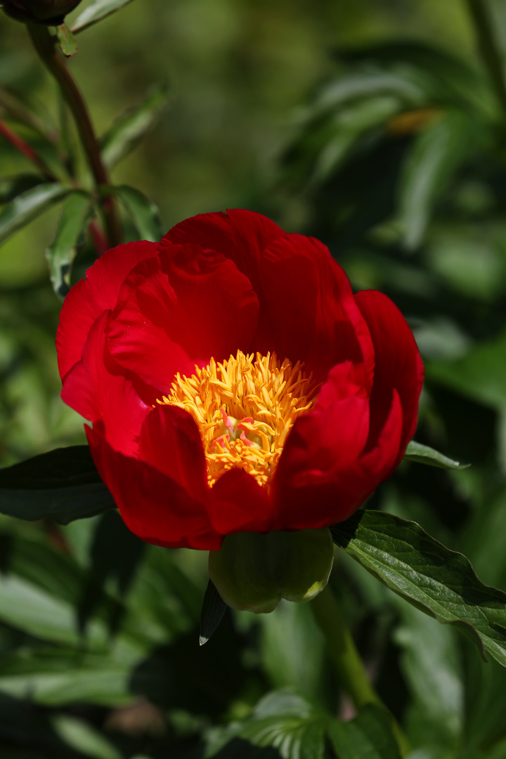 Paeonia officinalis L. - Red Peony