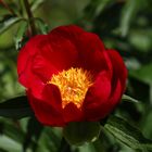 Paeonia officinalis L. - Red Peony