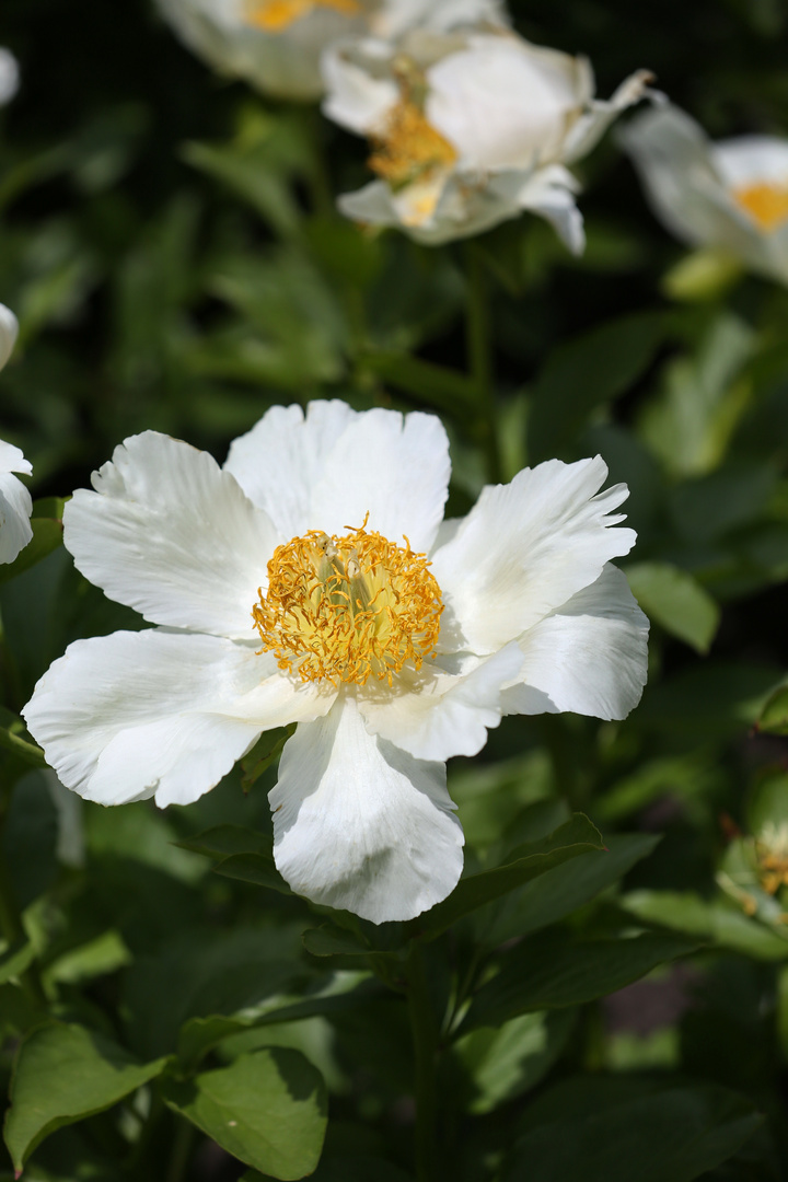 Paeonia officinalis L. - White Peony