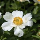 Paeonia officinalis L. - White Peony