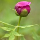 Paeonia officinalis ssp. microcarpa.