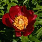 Paeonia peregrina