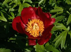 Paeonia peregrina