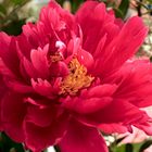 Paeonia (Pfingstrose)