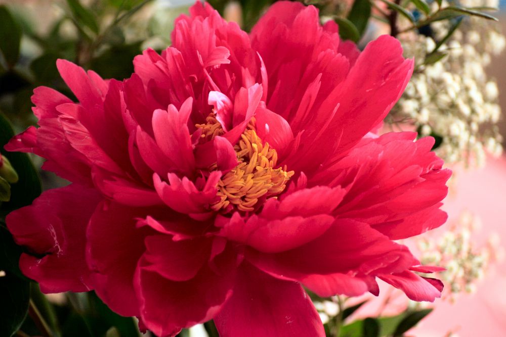 Paeonia (Pfingstrose)