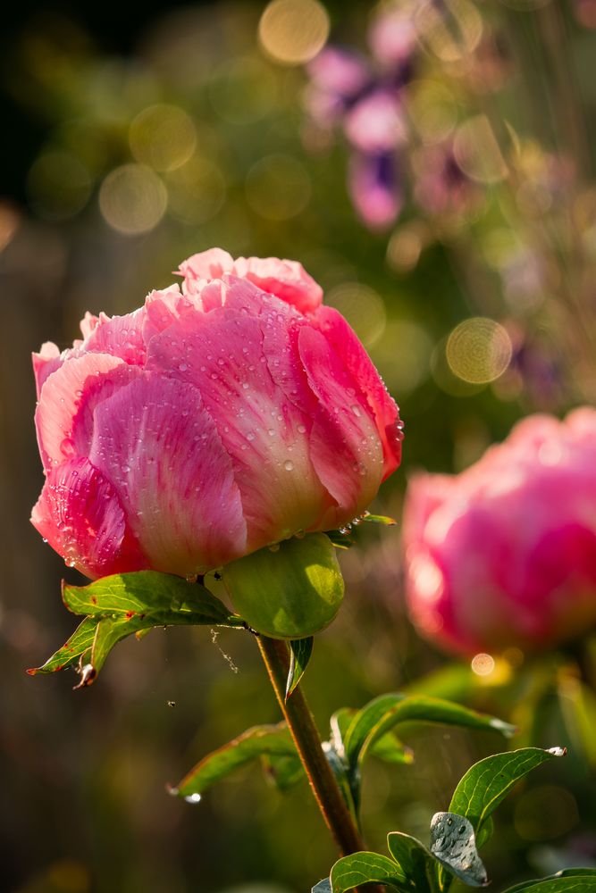 Paeonia "Pink Hawaiian"