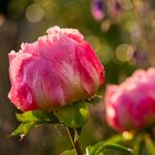 Paeonia "Pink Hawaiian"