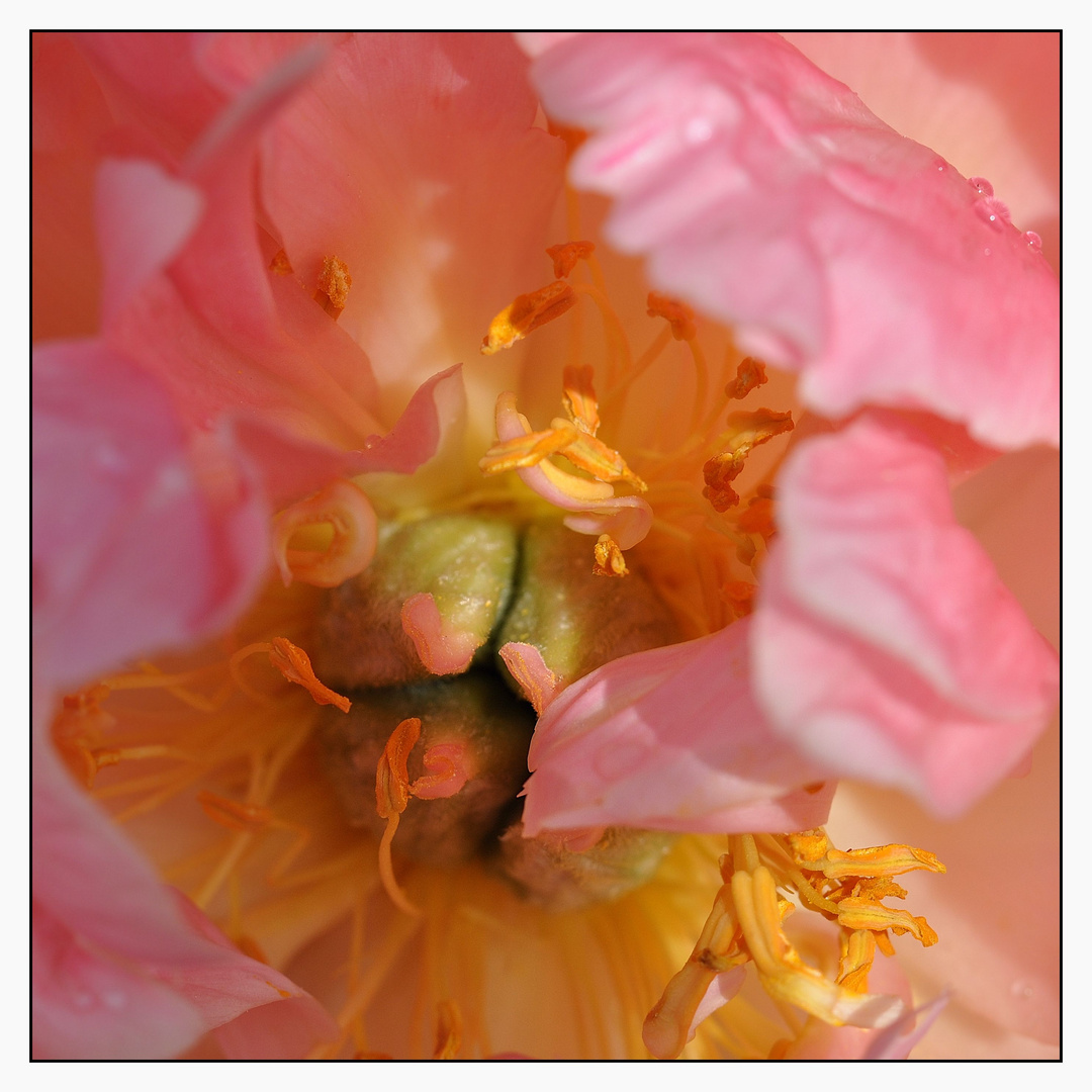 Paeonia Pink Hawaiin Coral