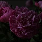 Paeonia pur