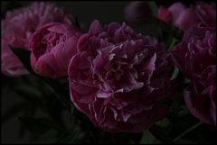 Paeonia pur