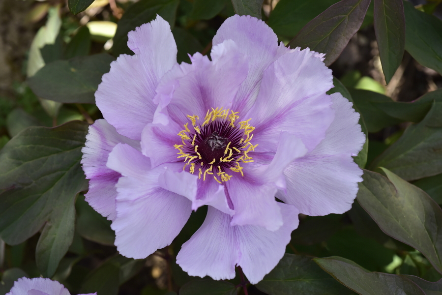 Paeonia qiui