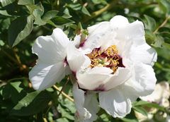 Paeonia rockii