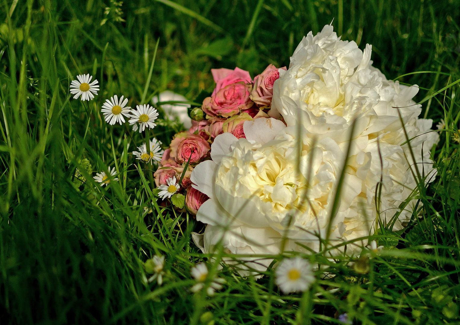 Paeonia, Rosaceae & Bellis perennis