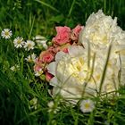 Paeonia, Rosaceae & Bellis perennis