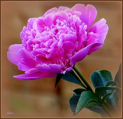 Paeonia - Rose ...