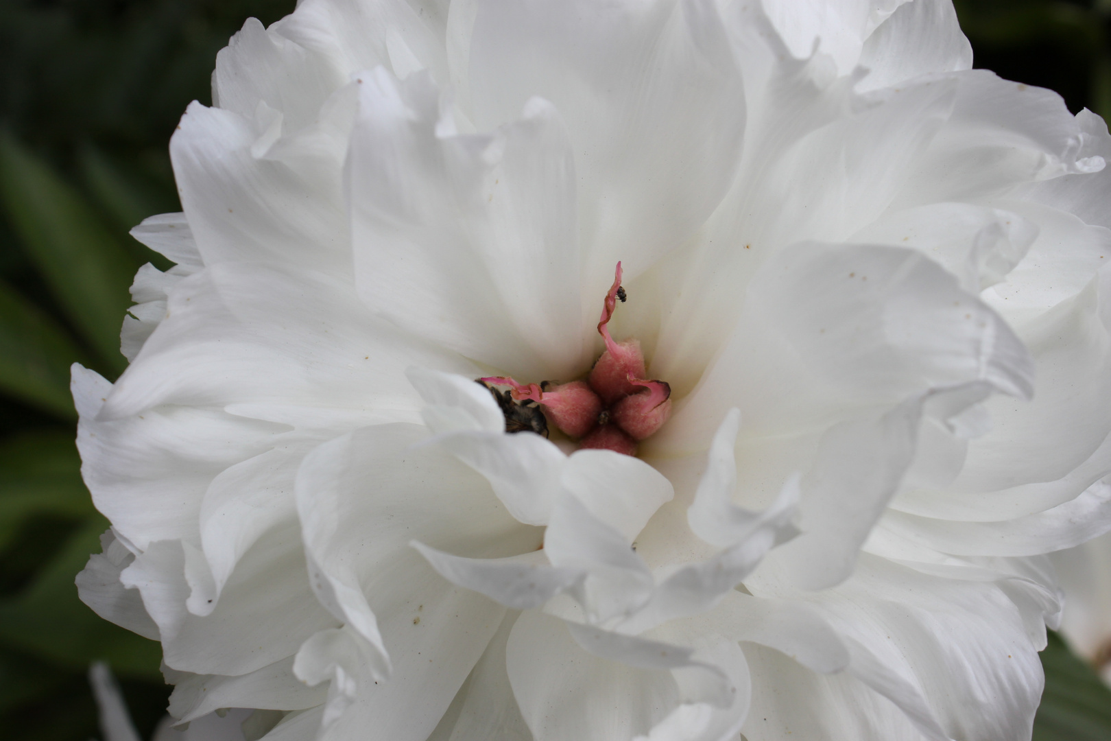 Paeonia spp.