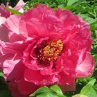 Paeonia suffruticoa 'Big Wie's Purple