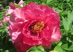 Paeonia suffruticoa 'Big Wie's Purple