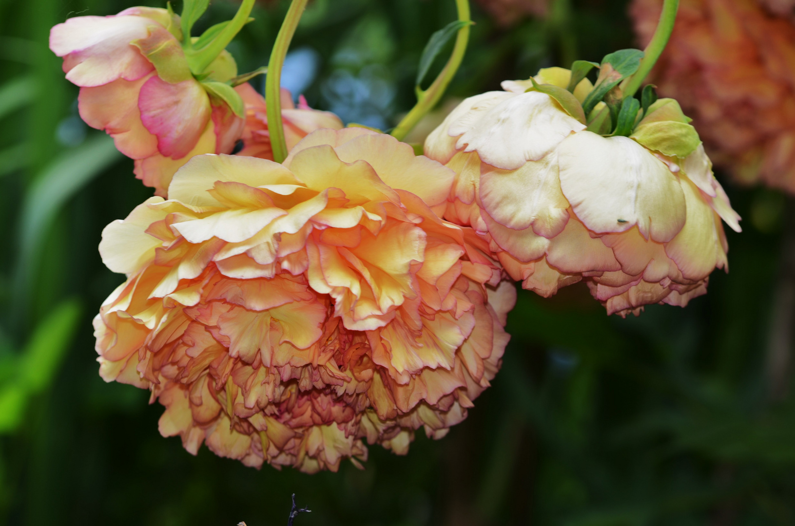 Paeonia suffruticoa KINKAKU