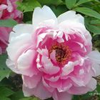 Paeonia suffruticoa 'Reine Elisabeht'