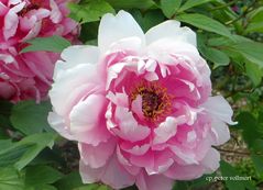 Paeonia suffruticoa 'Reine Elisabeht'