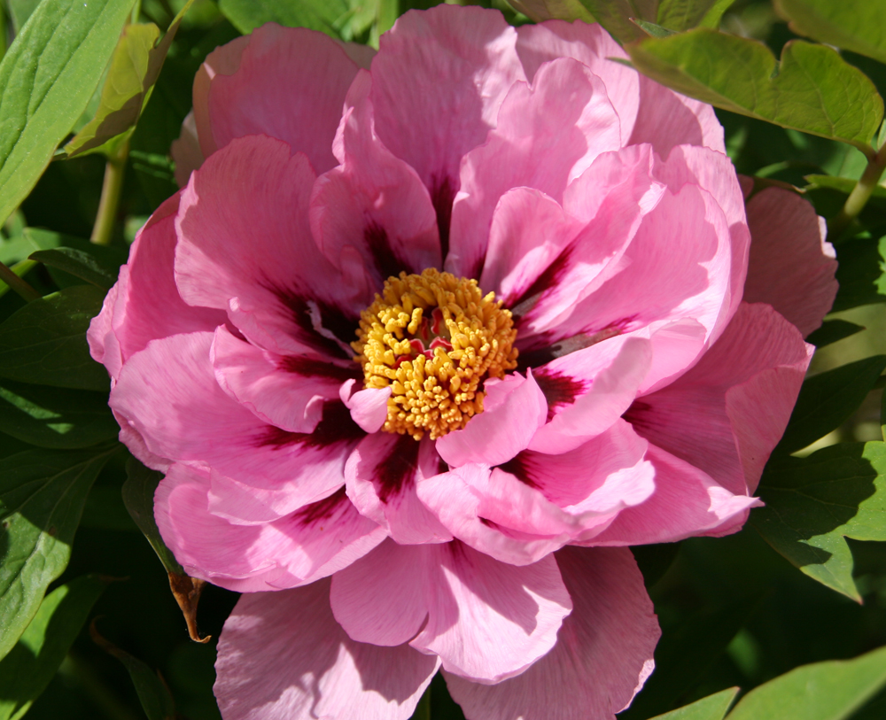 Paeonia suffruticosa