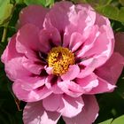 Paeonia suffruticosa