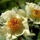 Paeonia suffruticosa, Gelbe Pfingstrose