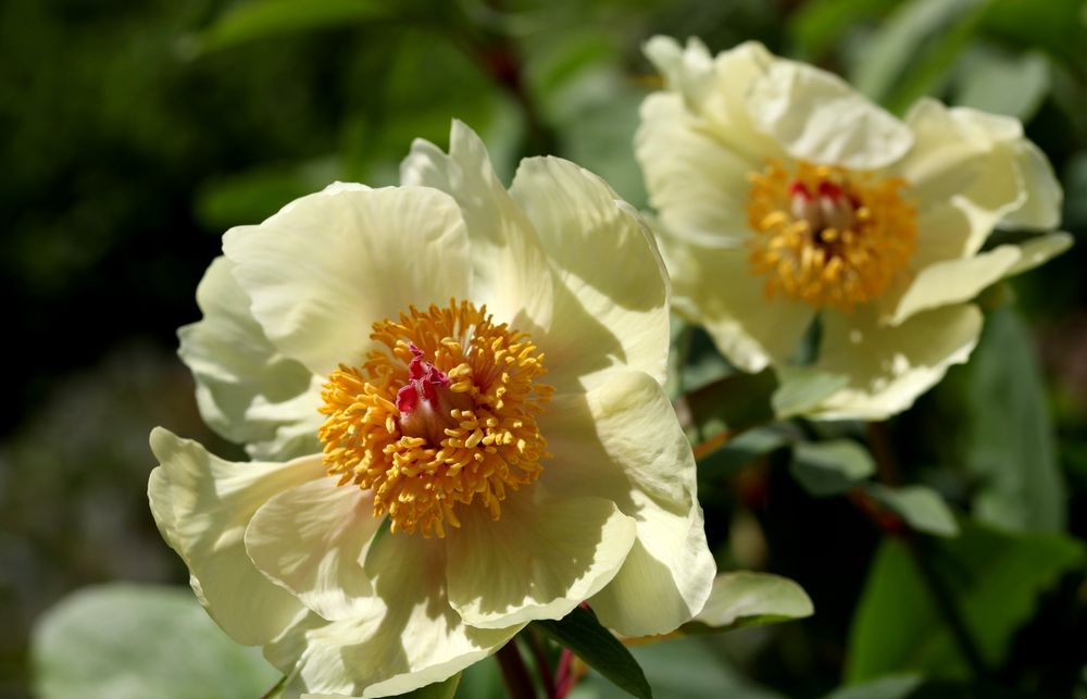 Paeonia suffruticosa, Gelbe Pfingstrose