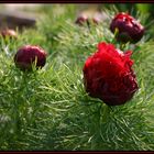 Paeonia tenuifolia