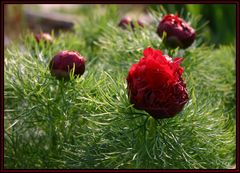 Paeonia tenuifolia