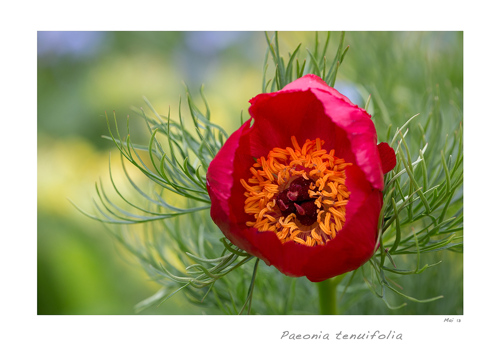 Paeonia tenuifolia