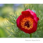 Paeonia tenuifolia