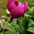 Paeonia  V